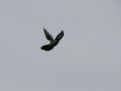 Long-tailed Triller (Lalage leucopyga), photo 4