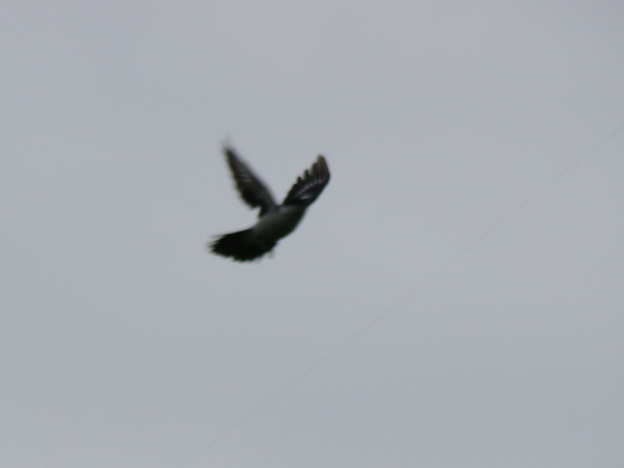 Long-tailed Triller (Lalage leucopyga), photo 4