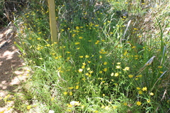 Ranunculus macranthus