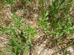Citrullus amarus