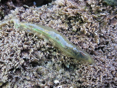 Flabelligera bicolor