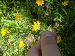 Ranunculus macranthus