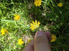 Ranunculus macranthus