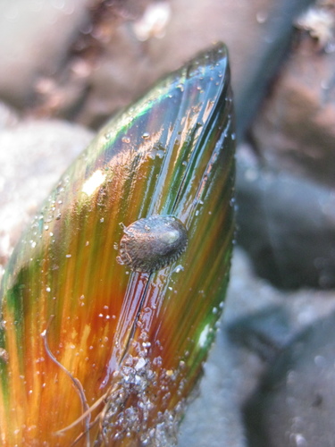 Notoacmea turbatrix
