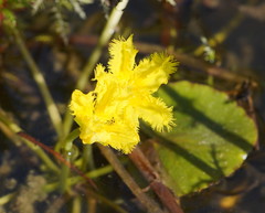 Nymphoides geminata