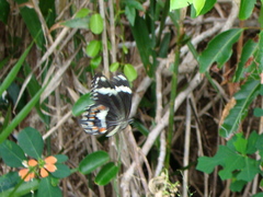 Papilio amynthor
