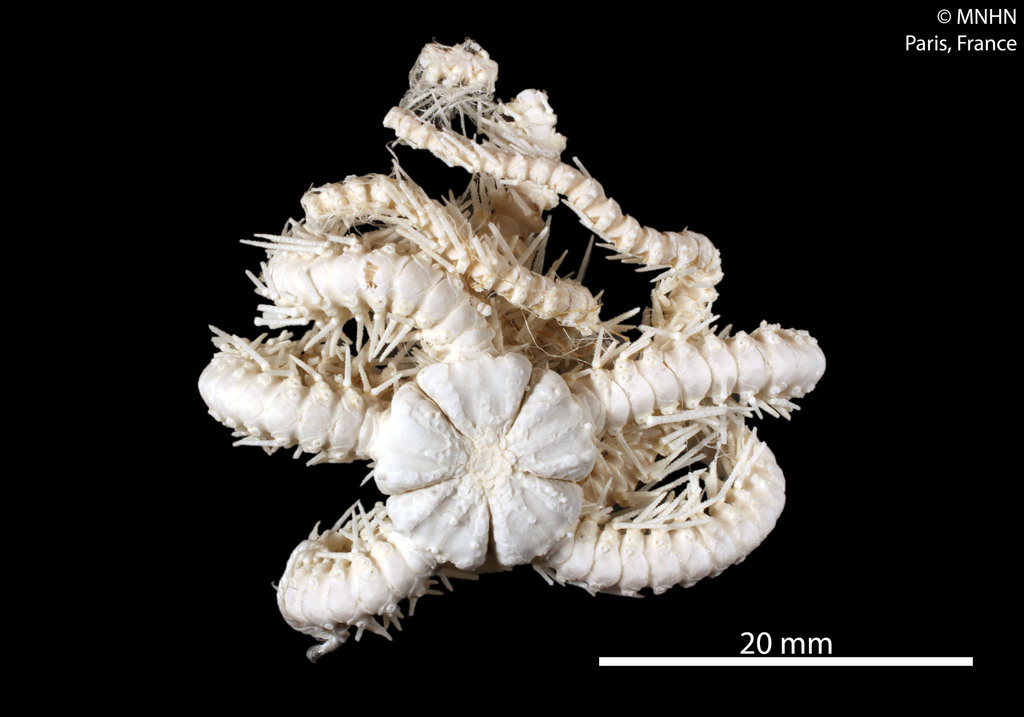 Ophioplinthaca