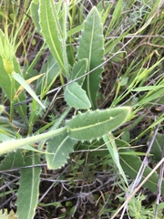 Biscutella variegata