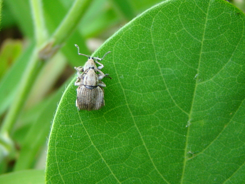 Platysimus fleutiauxi