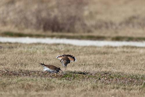 Killdeer photographed in Ohio