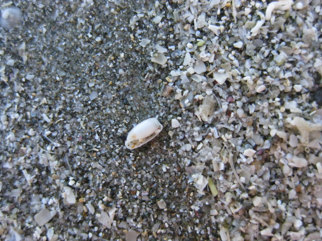 Cylichna zealandica