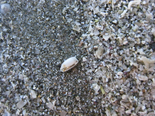 Cylichna zealandica