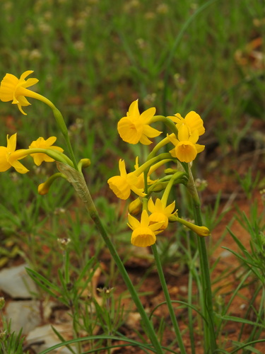 Image of Narcissus gaditanus by (c) Duarte Frade, some rights reserved (CC BY)