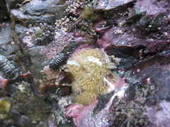 Polyclinidae