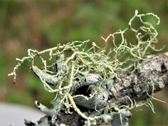 Usnea esperantiana