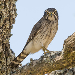 Spiziapteryx circumcincta