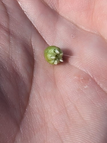 Image of Asterellopsis palmeri by (c) Aiver, some rights reserved (CC BY)