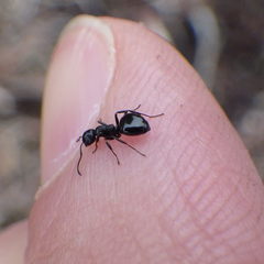 Dolichoderus taschenbergi