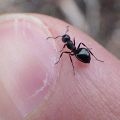 Dolichoderus taschenbergi