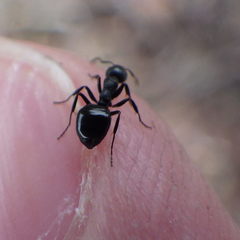 Dolichoderus taschenbergi