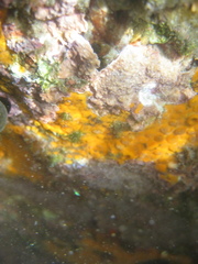 Corallinophycidae
