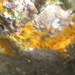 Corallinophycidae - Photo (c) Javier, algunos derechos reservados (CC BY), uploaded by Javier