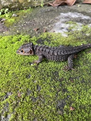 Red-Eyed Bush Crocodile Skink photo 2