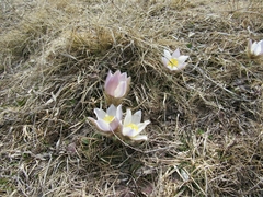 Pulsatilla vernalis