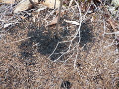 Dolichoderus taschenbergi