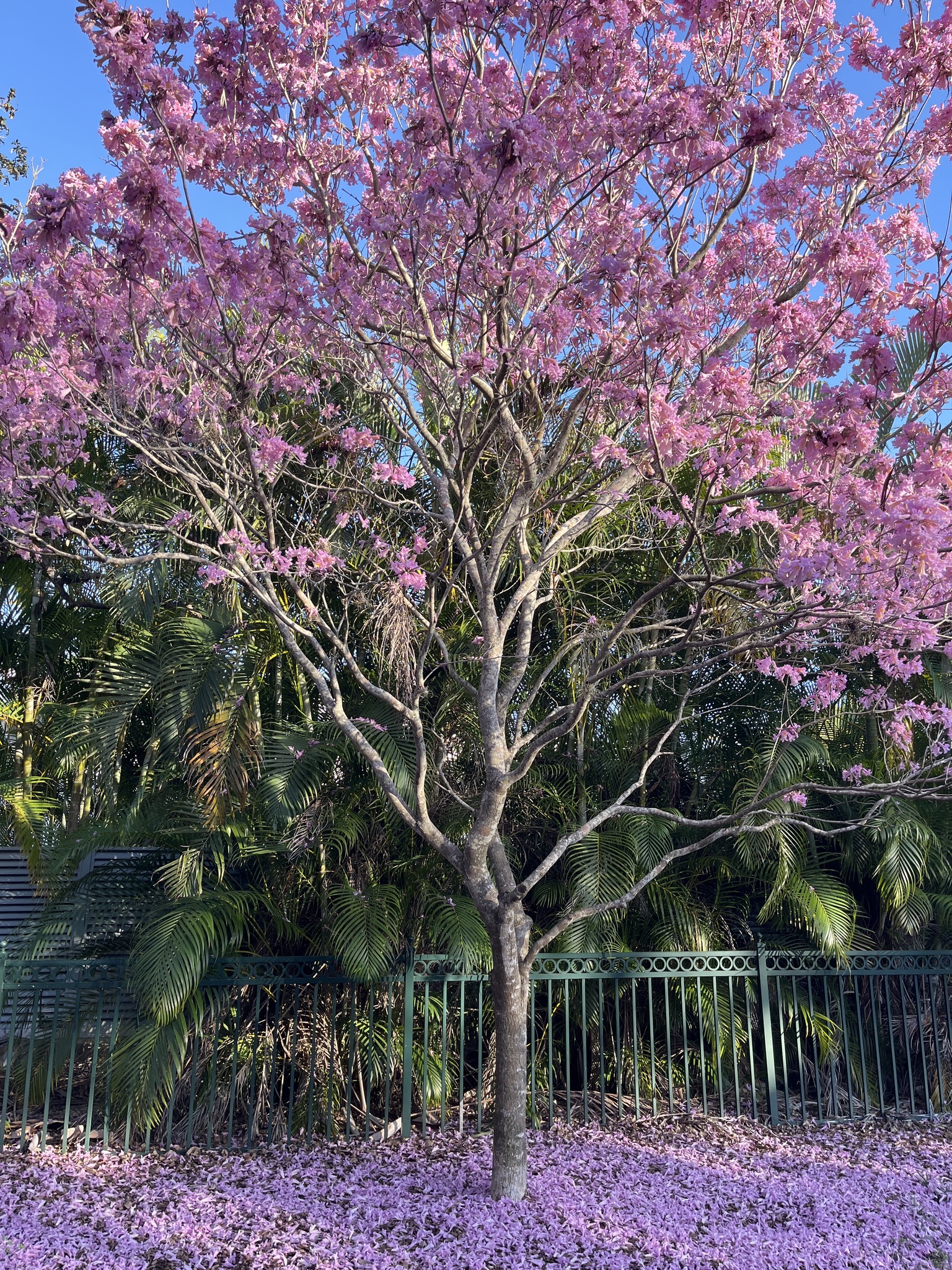 Imagem de Ipê-roxo
