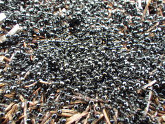 Dolichoderus taschenbergi