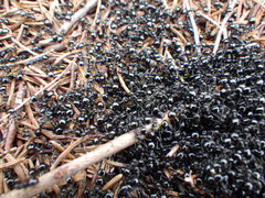 Dolichoderus taschenbergi