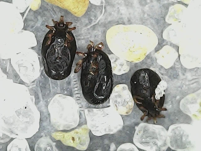 tropical rat mite