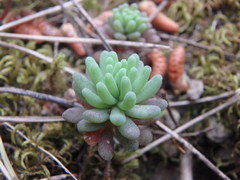 Sedum rubens