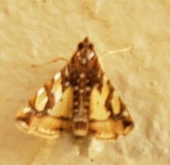 Glyphodes sibillalis