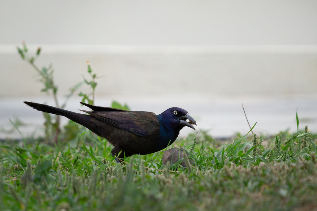 Bronzed Grackle from Zona Valle Oriente, 66278 San Pedro Garza García ...