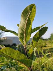 Asclepias tomentosa