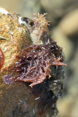Chondracanthus chapmanii
