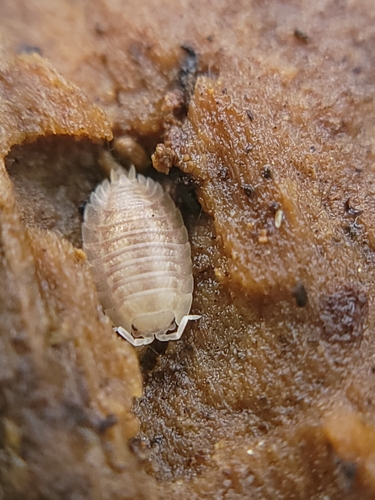 Giant Canyon Woodlouse photo 6