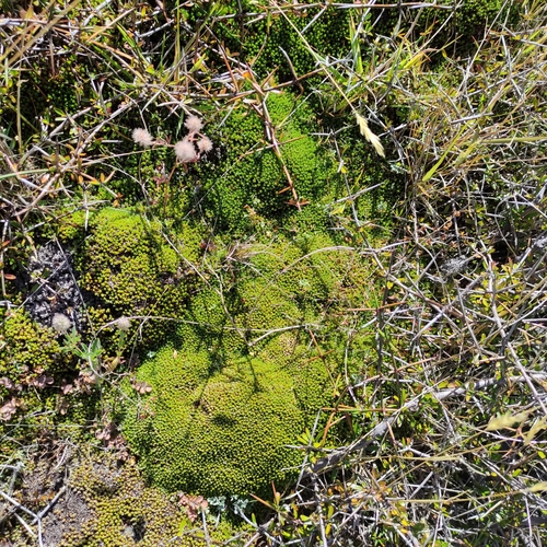 Image of Raoulia haastii by (c) Jenny Saito, some rights reserved (CC BY)