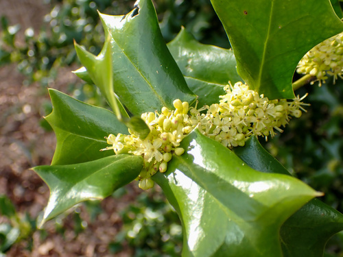 Chinese holly (Ilex cornuta)