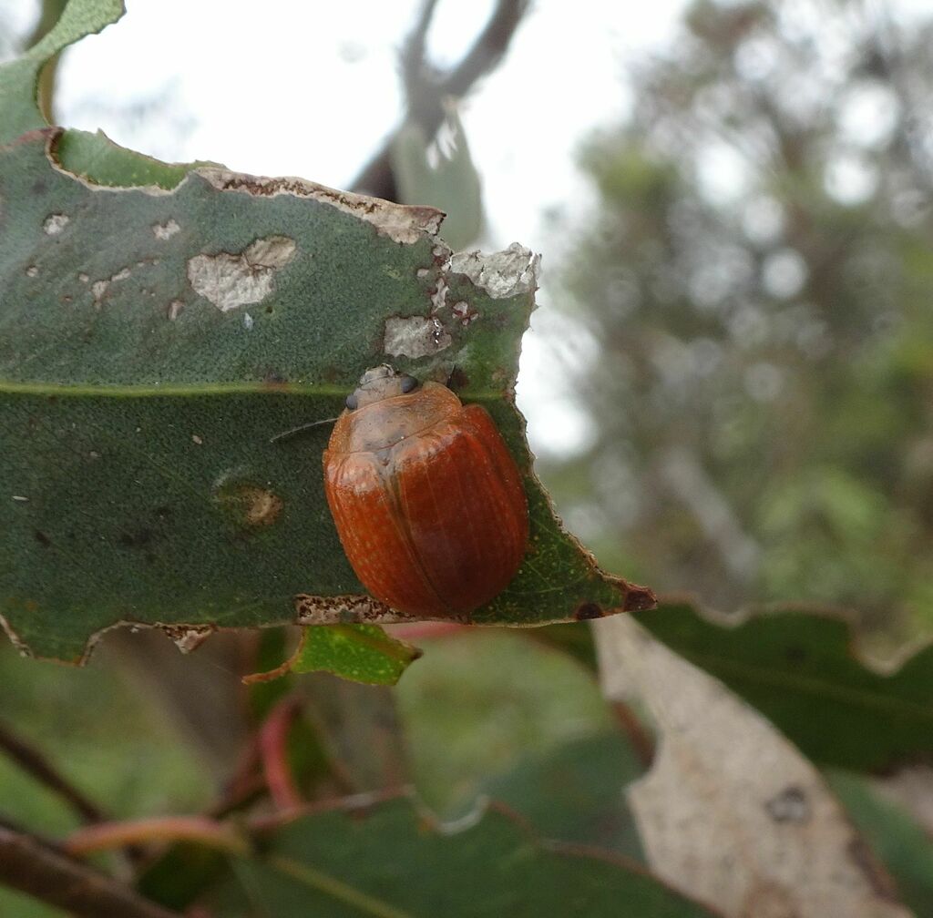 Eucalyptus Variegated Beetle From Long Forest Vic Australia On March At Pm