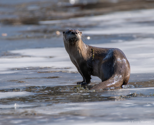 North American River Otter photographed in Wisconsin