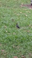 Acridotheres javanicus