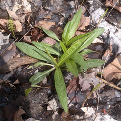 Hesperis matronalis
