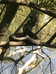 Nerodia erythrogaster