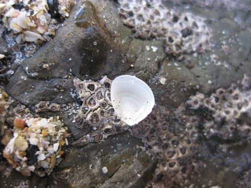 Nucula nitidula