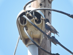 Sturnus vulgaris