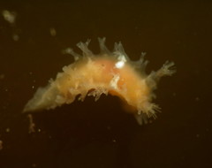 Tritonicula myrakeenae