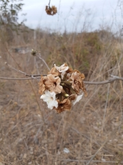 Cordia sonorae